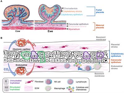 Modeling the Ruminant Placenta-Pathogen Interactions in Apicomplexan Parasites: Current and Future Perspectives